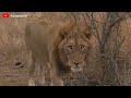 Scary 5 Times When The Lion Is Hurt Full Of Pain | Wildlife Documentaries