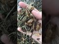 Cicada Shell Madness