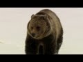 Scarface: The Grizzly Bears Of Yellowstone National Park | Grizzly Country Documentary