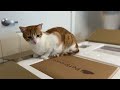 PetSnowy Snow+ - Automatic Litter Box Unboxing & Review!