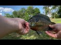 Catching some bluegill in my neighbors pond!!🐟