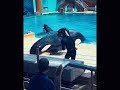 Amazing SeaWorld’s Killer Whales Fun and Educational Live Presentation #orca#animals#whale#dolphin