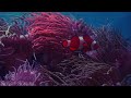 The Most AMAZING Underwater World In 4K HDR | Ocean Life - Relaxation Video