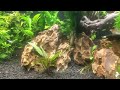 Planted aquarium showcase