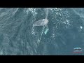 Entangled Humpback Whale