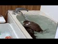 Otter Couple Staring at Each Other and Fighting!