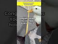 How To Pick Up A Duck (original video)