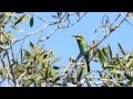 In search of the Rainbow bee eater