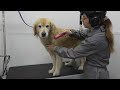 Oh the glamorous life of a pet groomer | Two beautiful Golden Retrievers 😍