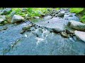 River sounds for deep sleep asmr forest sounds rainforest sounds nature sounds for relaxation