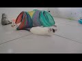 😆 Laugh Uncontrollably! Best Funny Cat Videos 2024 😸🐱 Best Funny Animal Videos 2024 😸😸