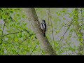 Funny Woodpeckers - found this clip in my library - Sony RX10 IV HD-footage  (unedited)