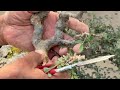 How to Keep Your Bonsai in Shape: Pruning & Removing Branches