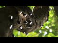Cicadas: Why do they make the sound they do?