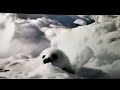 Whitty bitty harp seal falls down the ice but it's in slow motion