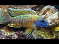 Ridiculous Malawi Peacock Cichlid Colours African Aulonocara
