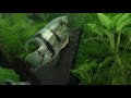 Angelfish Care, Tank Mates, Breeding, Fighting, Sexing, Eggs, Babies.