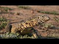 8K African Animals: Etosha National Park - Scenic Wildlife Film With Real Sounds