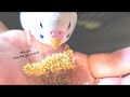How to Tame Your Budgie Fast! *5 Easy Steps*