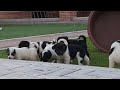 7 puppies playing on the yard after drinking milk