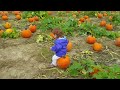 Pumpkin Patch 2015