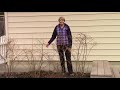 How to Prune Blueberries - Everyone Can Grow a Garden 2019 #7