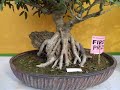 Bonsai lovers, horticulture Kolkata 2018 part 1