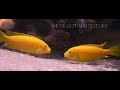 African Cichlid Fight - Aggressive Malawi Mbuna Face Off