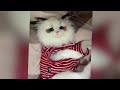 ❤️ Funniest Cats and Dogs 🐱😹 Funny And Cute Animal Videos 2024 😍🐱