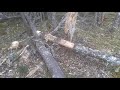 Hugelkultur 3 - food forest floor - big stumps, hand tools, rot to ground, stacking on path, spears