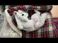 VLOG | life with a toy poodle, weekend to enjoy hobbies