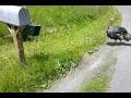 Turkey mom signals danger to her chicks. See what happens!