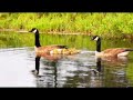 Canada geese with goslings swimming