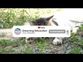 Cat Sleeping on Relaxing Summer Day Time Vibes Music for Studying