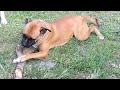 My Boerboel Ruby playing