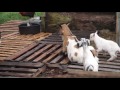Baby goats climbing each other