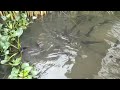There are Catfishes#Video animals fishes in Cambodia