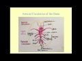 Essentials of Neuroanatomy - CRASH! Medical Review Series