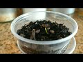 How to Grow Palm Trees from Seeds - THE SIMPLE AND EASY WAY