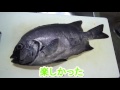 Japanese free diving 30ft【spearfishing】