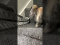 Snickers exploring every room upstairs