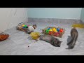 Funny Moments of Cats and dog | Funny Video Compilation - Fails Of The Week #5