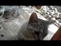 Moroccan cat Montage