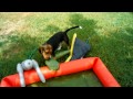 plastic pirate pool puppy destruction