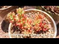 Useful Succulent Identification ~ Names of Succulents