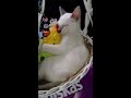 An adorable kitten sleeping in the basket, hugging with her favorite stuff! (missing alot)