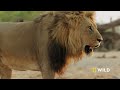 Uprising: Lion King Slayers | Bloody Wars in the Pride (Full Episode) | Savage Kingdom