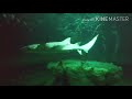 One of Largest Shark Aquarium | 100+ Shark and Rays | Shark Mystique | Hong Kong Ocean Park 2020