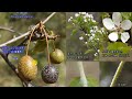 콩배나무는 어떤 나무일까? : 콩배나무 vs 아그배나무 vs 위봉배 vs 개위봉배