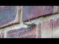 Locust making its sound with its legs